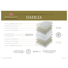 Dahlia